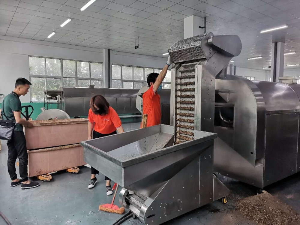 广西客户自带原料“黑水虻”来厂考察试机6米电磁流水线炒货机炒制！