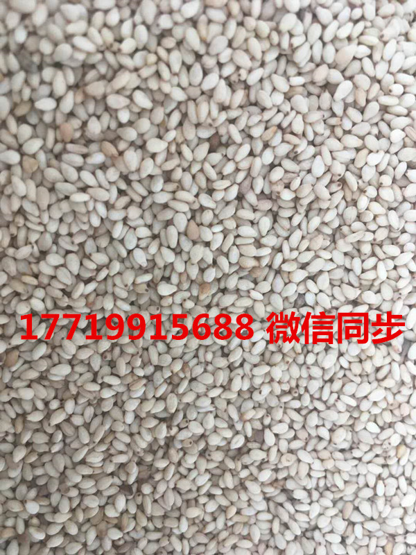 炒芝麻17719915688.jpg 炒芝麻17719915688.jpg