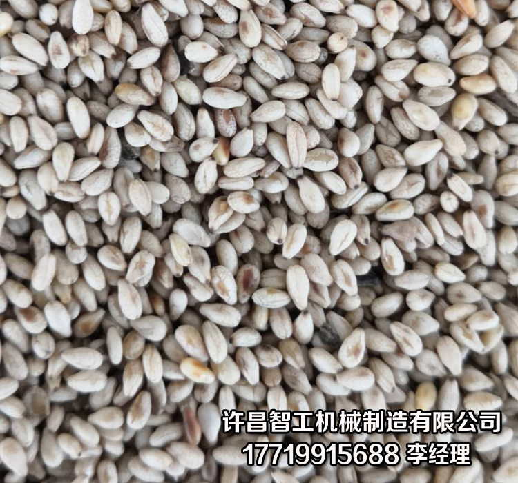 自动炒芝麻机.jpg 自动炒芝麻机.jpg