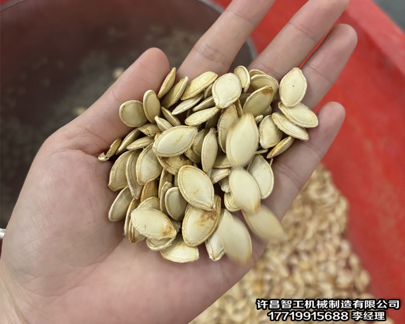 炒瓜子流水线.jpg