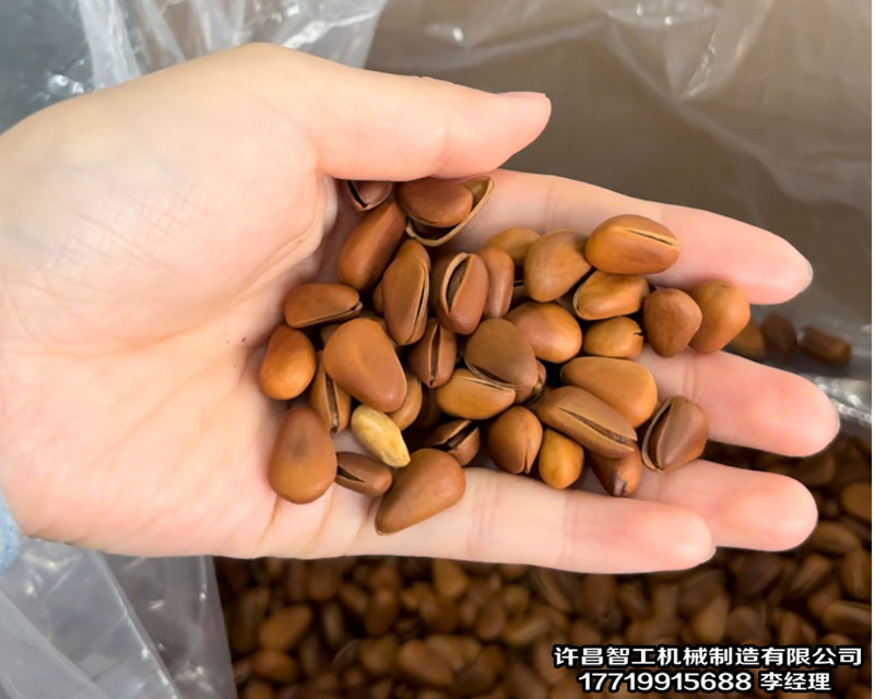 东北客户自带松子来厂试机多方面试验炒···